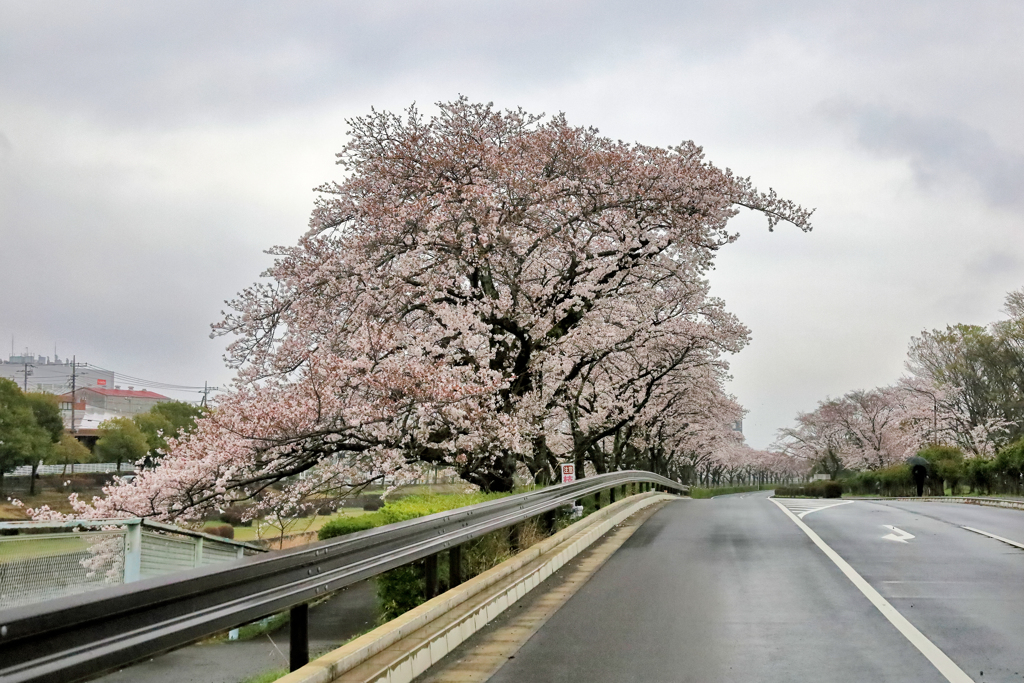 秦野市カルチャーパークの桜並木