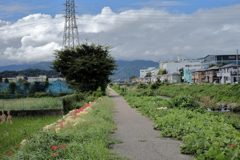 土手の散歩道