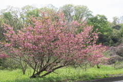 道ばたの八重桜