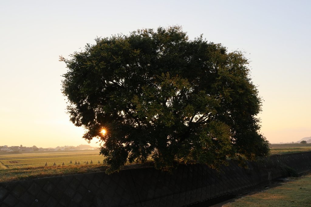 大きな樹越しに