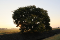 大きな樹越しに