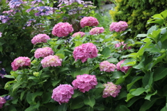 雨上がりの紫陽花　薄紫の茎