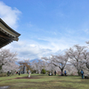権現山の春
