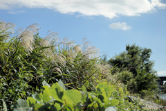 雲と緑とススキと
