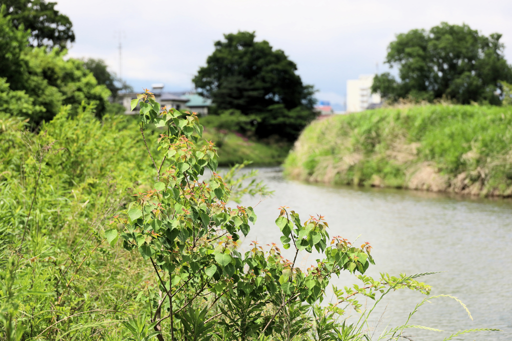 平塚市の河内川（かわちがわ）