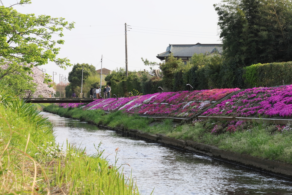 渋田川の芝桜