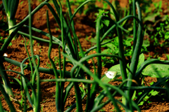 モンシロチョウ