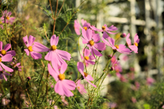 濃紅の秋桜