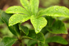 雨上がりに山茶花の若芽