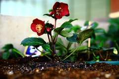 イタリアーノ・ベノッタ