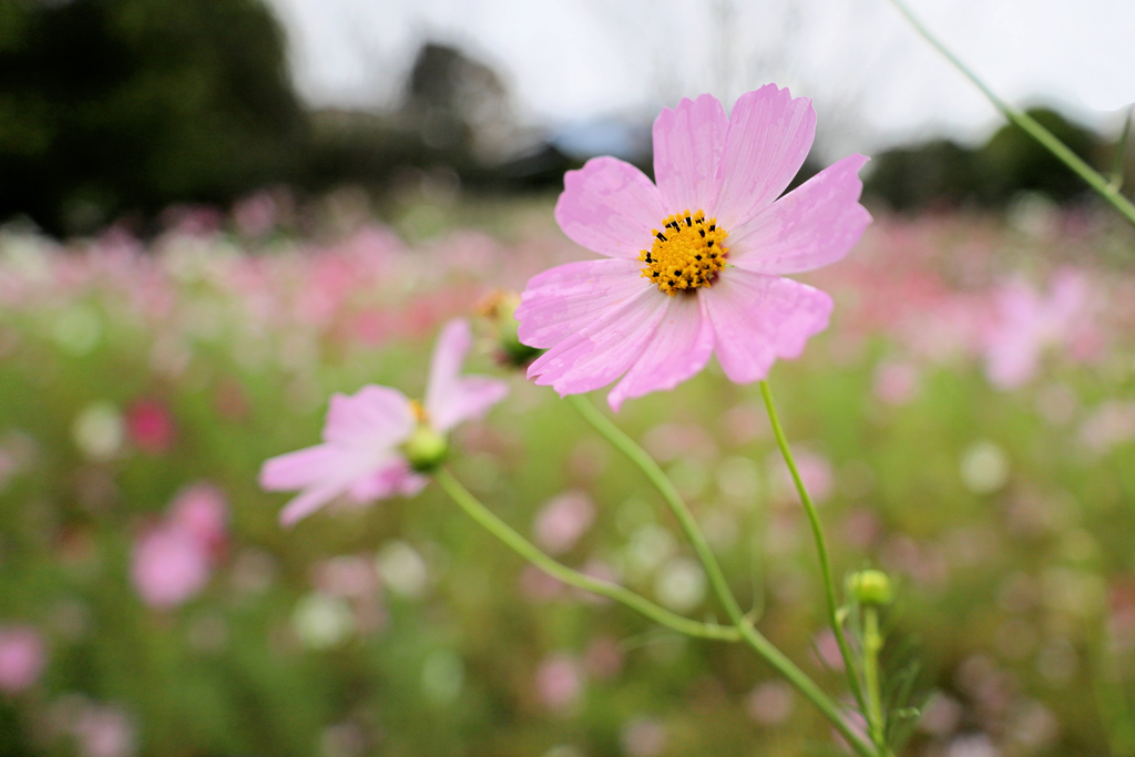 淡いピンクの秋桜