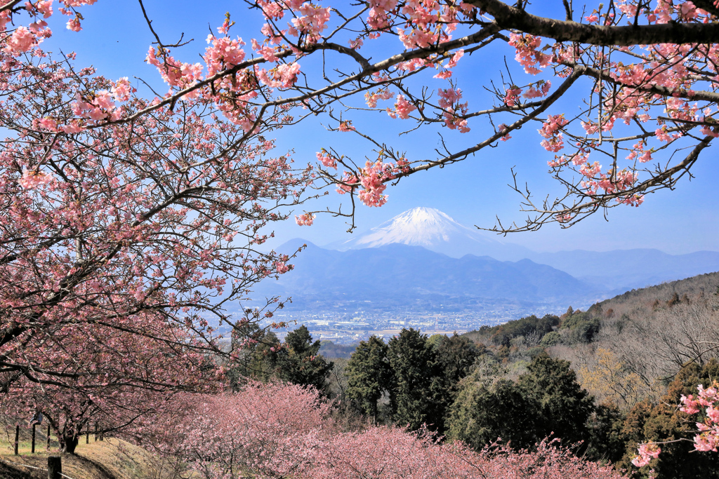 おおいゆめの里にて、大井里山花まつり