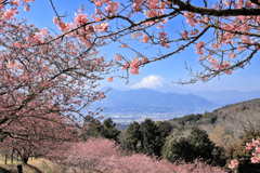 おおいゆめの里にて、大井里山花まつり