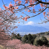 おおいゆめの里にて、大井里山花まつり