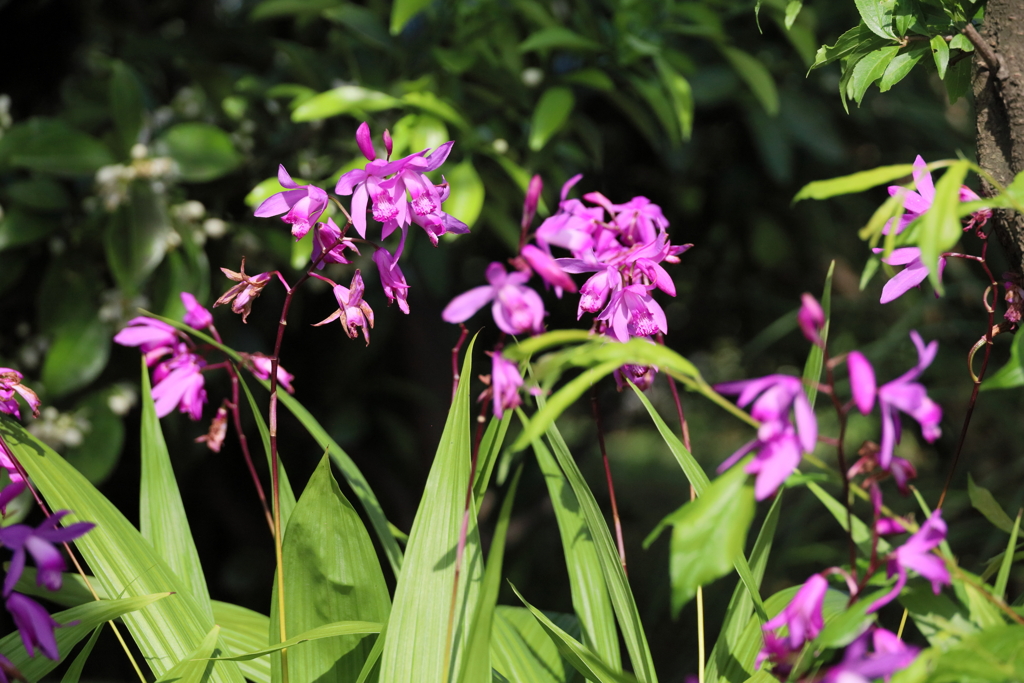 強風に揺れるシラン