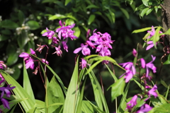強風に揺れるシラン