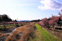 うぐいす橋付近のおかめ桜