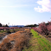 うぐいす橋付近のおかめ桜