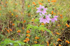 秋桜を見送る皇帝ダリア
