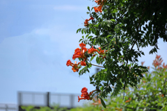 ノウゼンカズラ