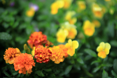 オレンジのマリーゴールド