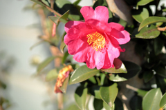 山茶花