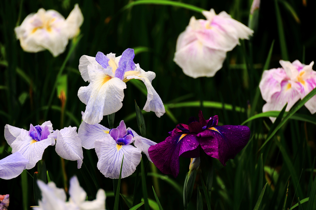 白と紫の花菖蒲