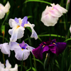 白と紫の花菖蒲