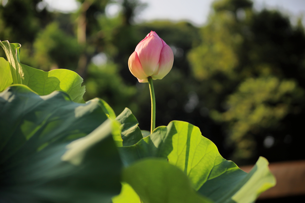 夕陽にはまだ早い