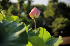 夕陽にはまだ早い