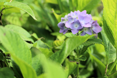 野に咲く紫陽花