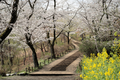 馬場道の春