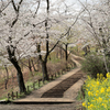 馬場道の春