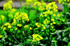沢山の菜の花たち