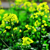 沢山の菜の花たち