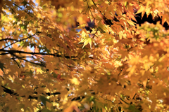 宮ヶ瀬湖畔園地　黄色い紅葉
