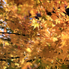 宮ヶ瀬湖畔園地　黄色い紅葉