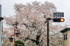 上溝本町交差点の桜