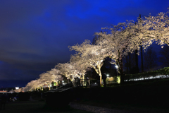 カルチャーパーク前の夜桜