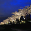 カルチャーパーク前の夜桜