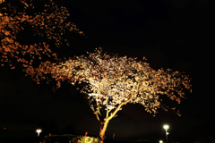 夜桜