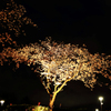 夜桜