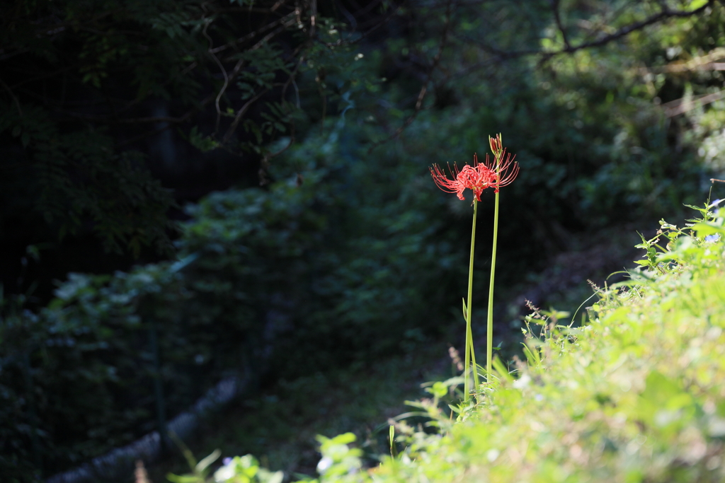 川沿いの彼岸花