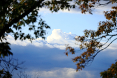 木々の合間を眺めて