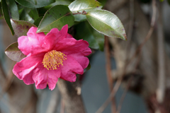 山茶花