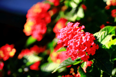 西日を浴びるランタナ