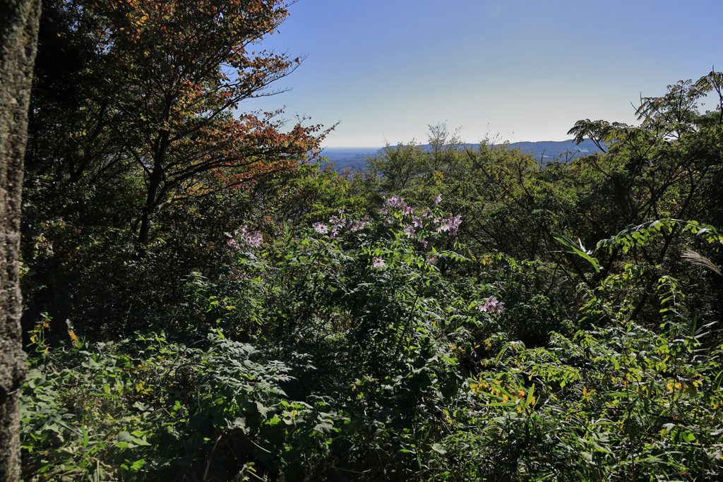 弘法山公園の紅葉