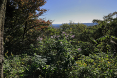 弘法山公園の紅葉