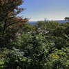 弘法山公園の紅葉