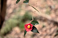 前を向く山茶花